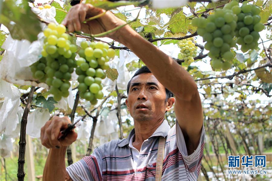 （经济）（1）云南弥勒：健康发展葡萄产业